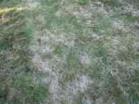 A picture of snow mold.