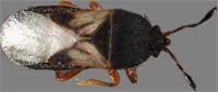 A picture of an adult chinch bug.