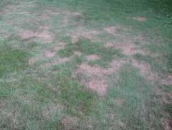 A picture of lawn damage caused by chinch bugs.