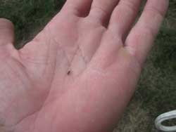 A picture showing the size of an adult chinch bug.