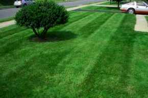 A picture of my lawn.