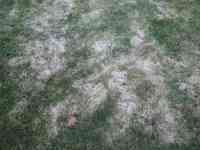 Another picture of snow mold.